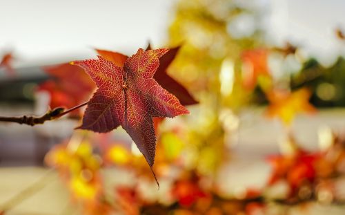 autumn leaf maple tree