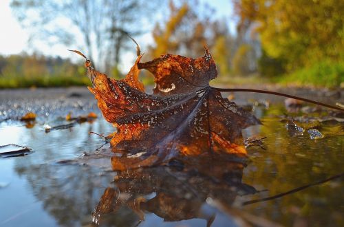 autumn nature leaf