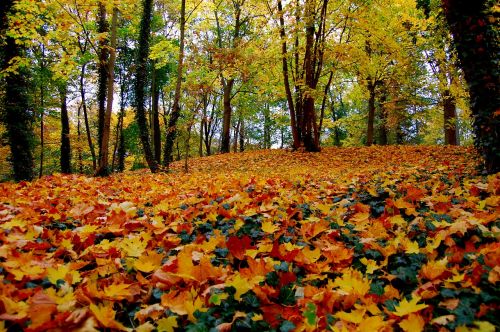 autumn leaf season