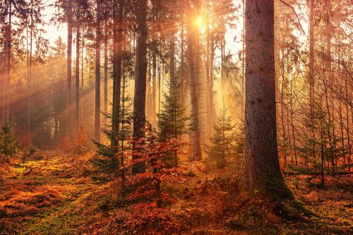 autumn forest light