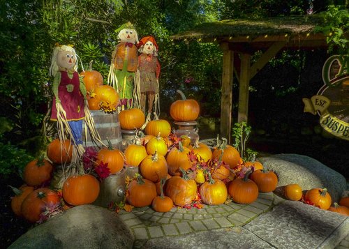 autumn  pumpkin  still life