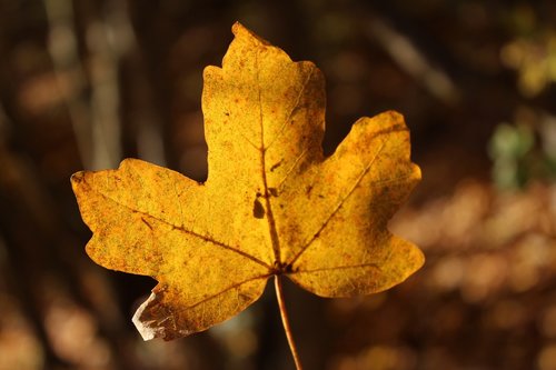 autumn  leaf  natural