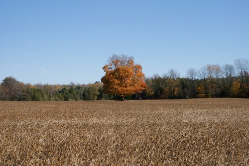 autumn  nature  tree