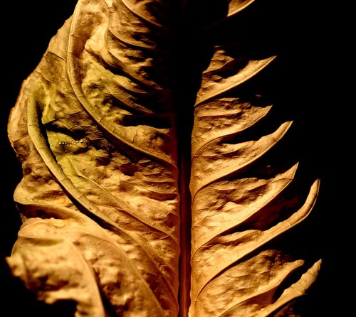 autumn  dry leaf