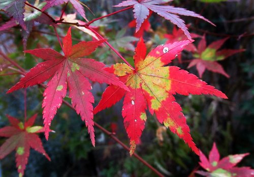 autumn  leaf  nature