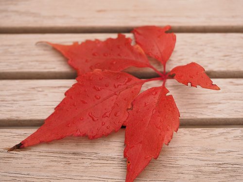 autumn  leaf  red