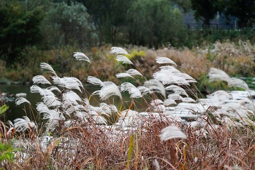 autumn  silver grass  reed