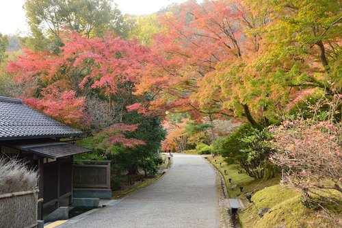 autumn  tree  japan