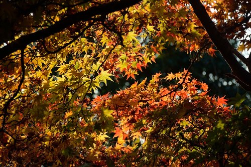 autumn  tree  japan