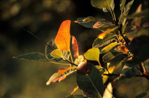 autumn  foliage  light