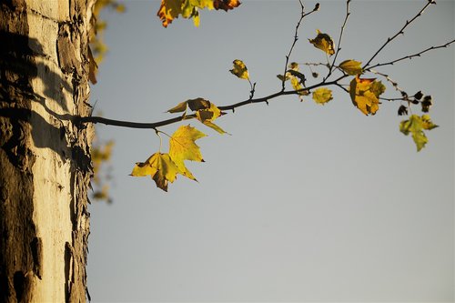 autumn  trees  sad