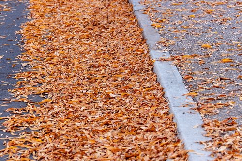 autumn  sidewalk  street