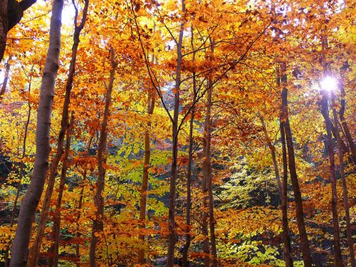 autumn forest autumn forest