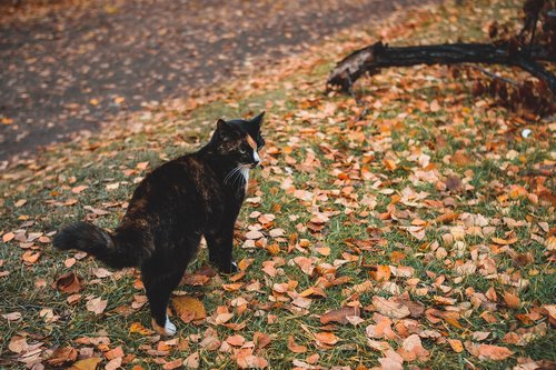 autumn  leaves  cat