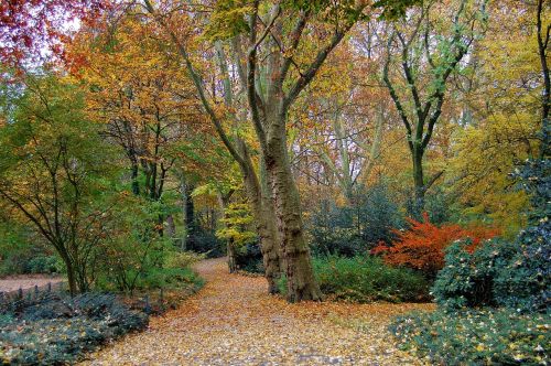 autumn forest park