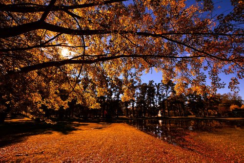 autumn  landscape  trees