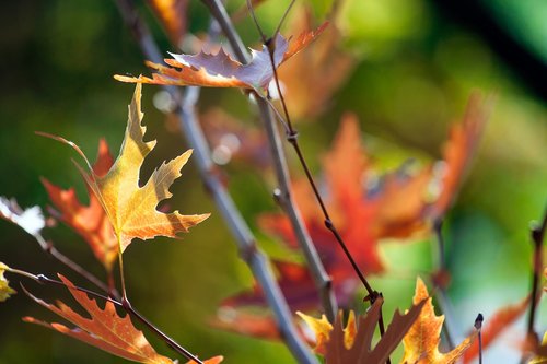 autumn  color  nature