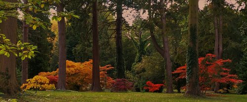 autumn  trees  colours