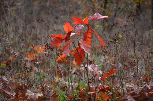 autumn  sheet  kwintelooijen