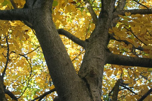 autumn  walnut  yellow