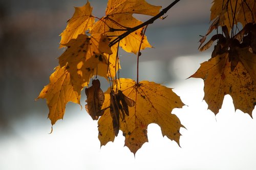 autumn  leaf  water