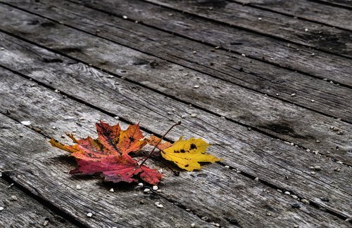 autumn  leaves  park