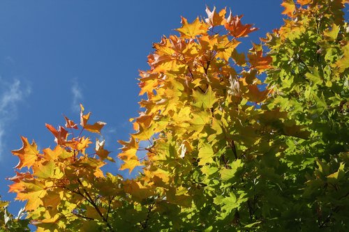 autumn  bright  leaves