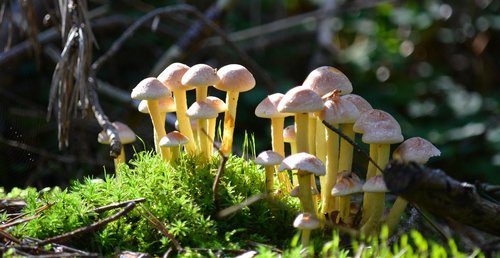 autumn  mushrooms  nature