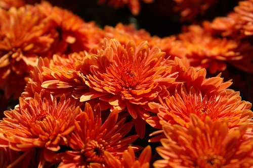 autumn  orange  chrysanthemum