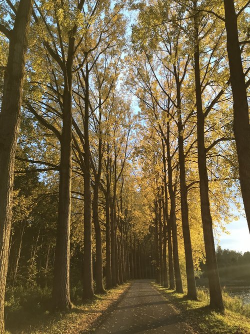 autumn  trees  hiking