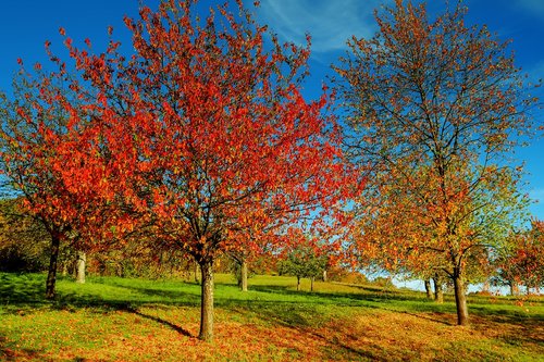 autumn  trees  nature