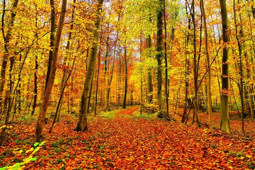 autumn  golden  fall foliage