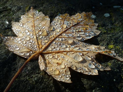 autumn  leaf  dew