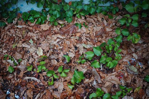 autumn  green leaf  dead leaves