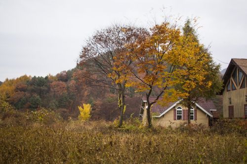 autumn autumn leaves pension