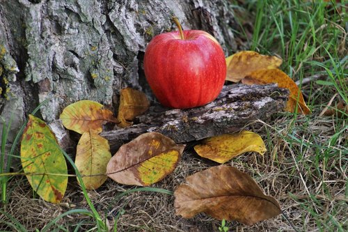 autumn  apple  red