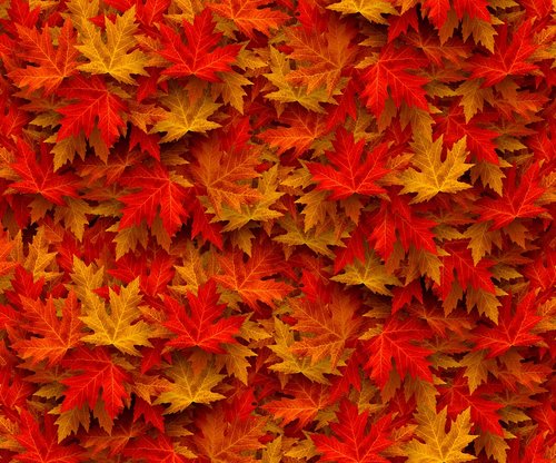 autumn  case  fall leaves