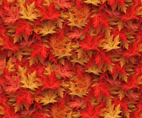 autumn  case  fall leaves