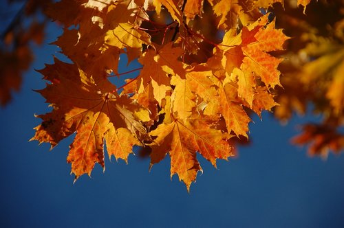 autumn  leaf  maple