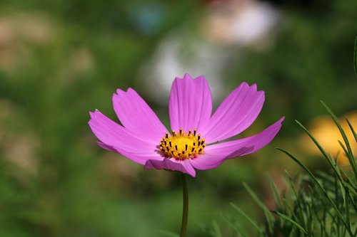 autumn  cosmos  flowers