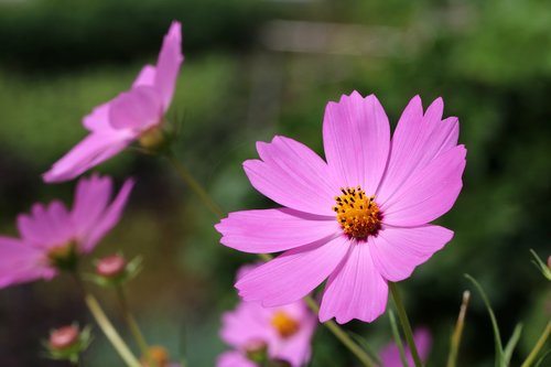 autumn  cosmos  flowers