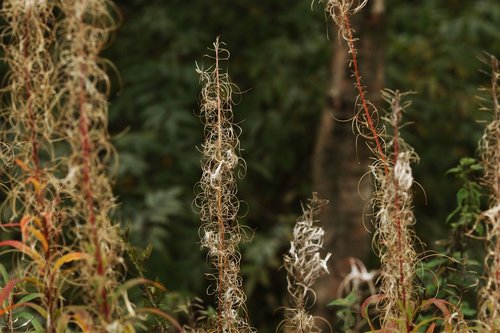 autumn  fall  nature