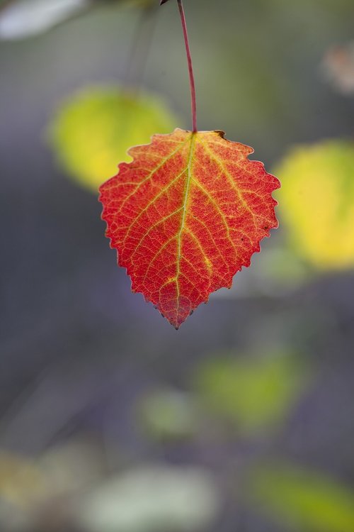 autumn  leaf  red