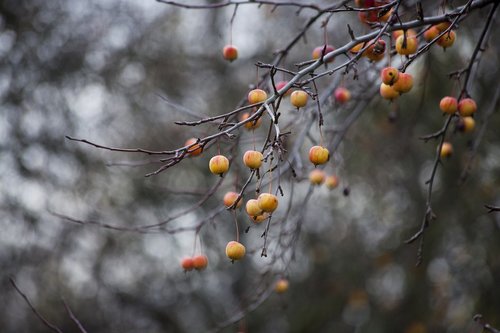 autumn  apple  fruit