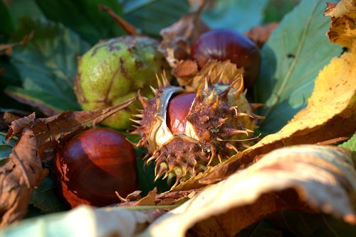 autumn  chestnut  leaf