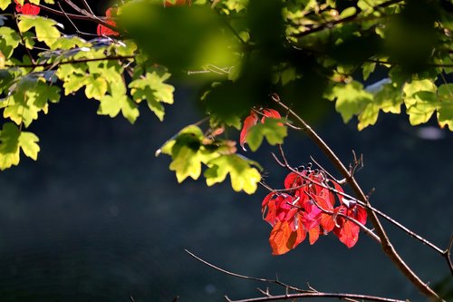 autumn  branches  leaves