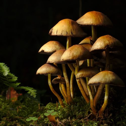 autumn  forest  mushroom