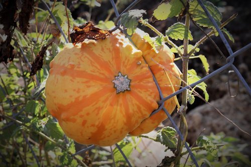 autumn  pumpkin  decoration