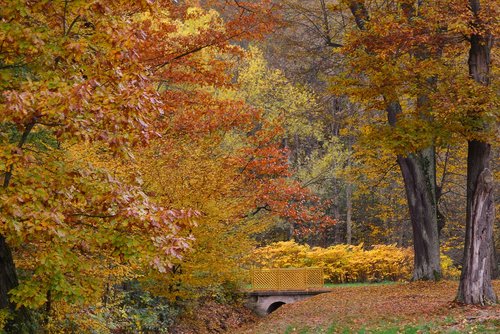 autumn  greizer park  fall leaves