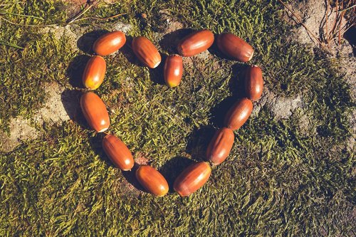 autumn  brown  acorns